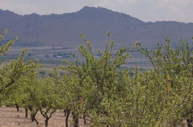 Terreno Non Edificato in vendita in Yecla - 29.995 € (Rif: 3046991)