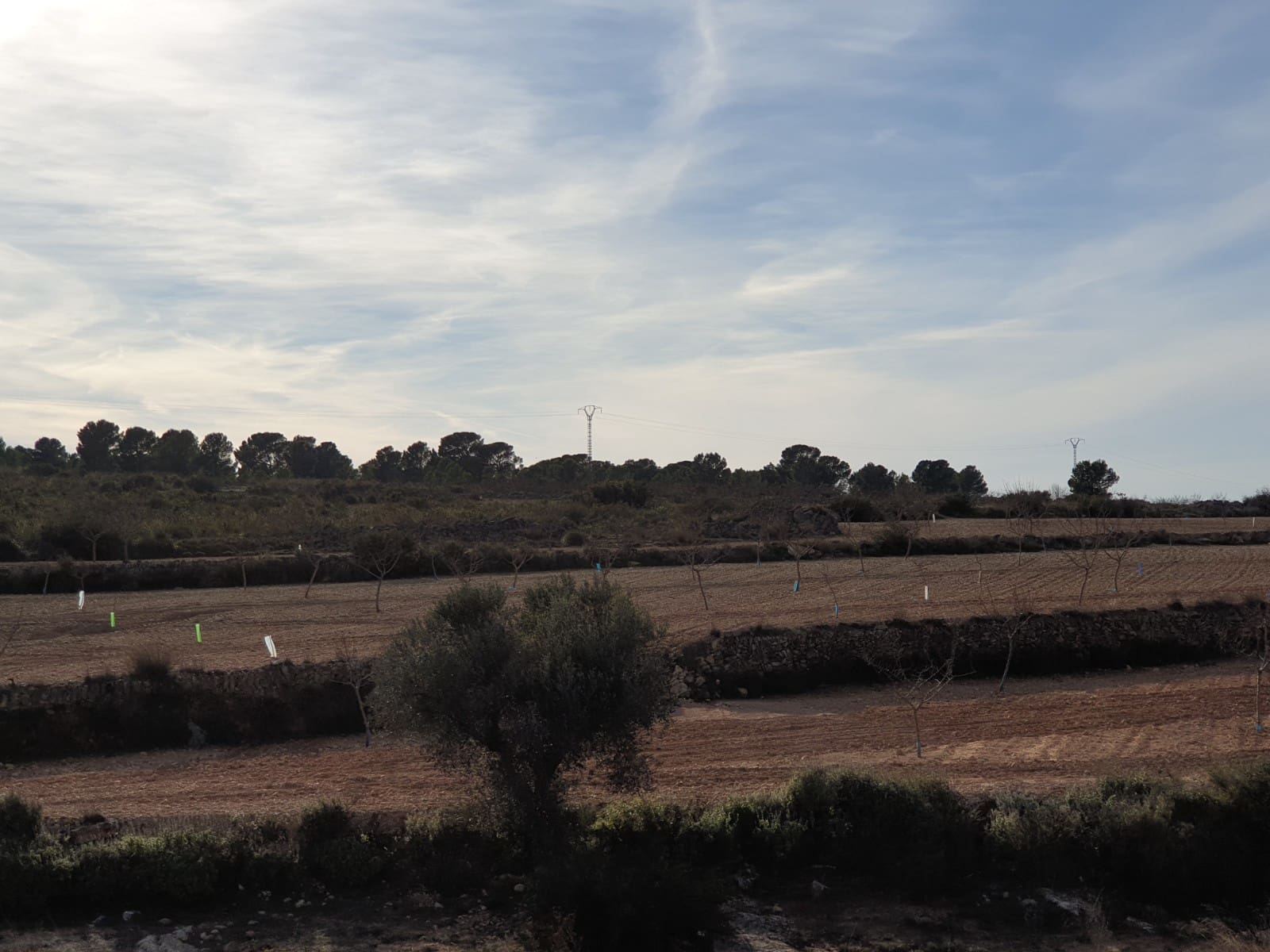 Terre non Aménagée à vendre à Pinoso - 30 995 € (Ref: 4888773)