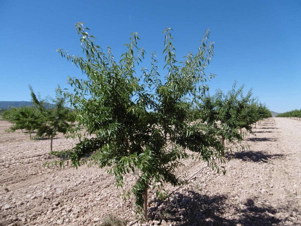 Terre non Aménagée à vendre à Yecla - 599 999 € (Ref: 5503608)
