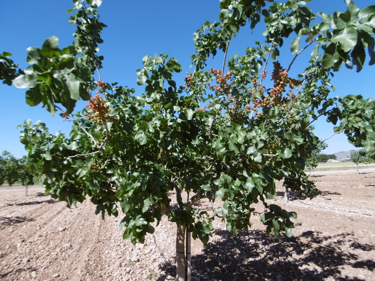 Terre non Aménagée à vendre à Yecla - 599 999 € (Ref: 5503608)