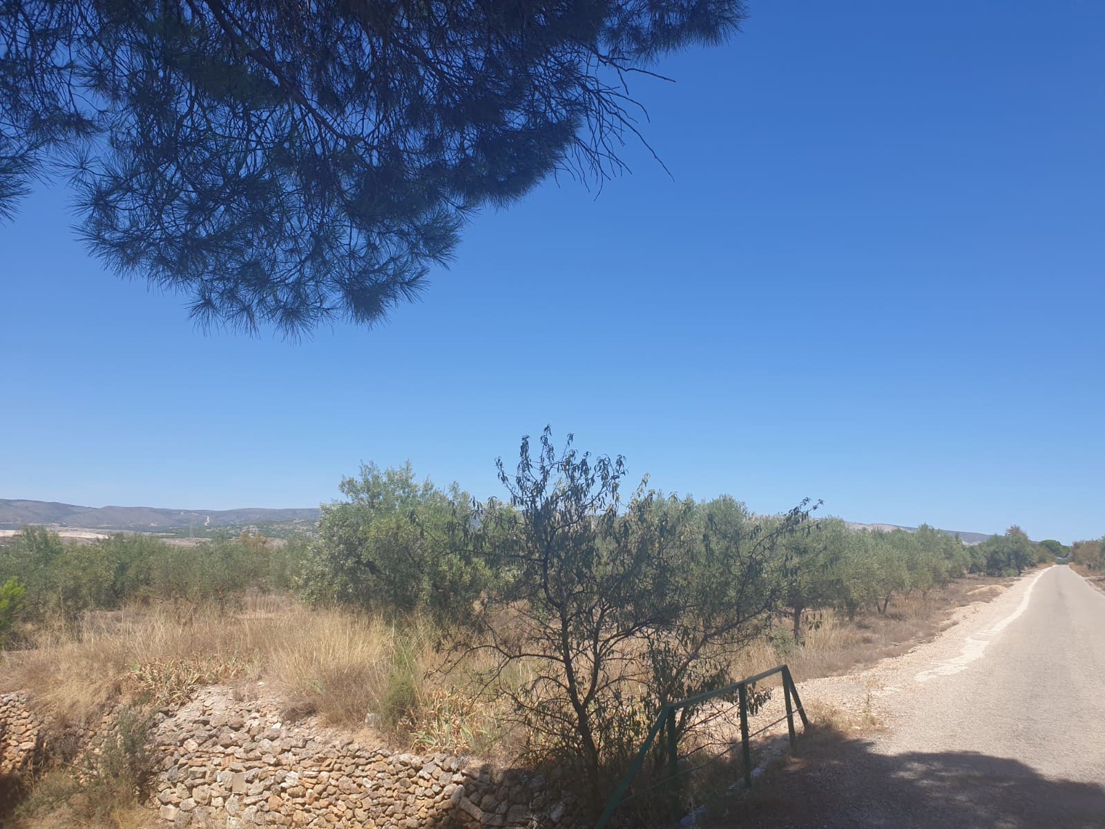 Terre non Aménagée à vendre à Biar - 29 995 € (Ref: 7723127)