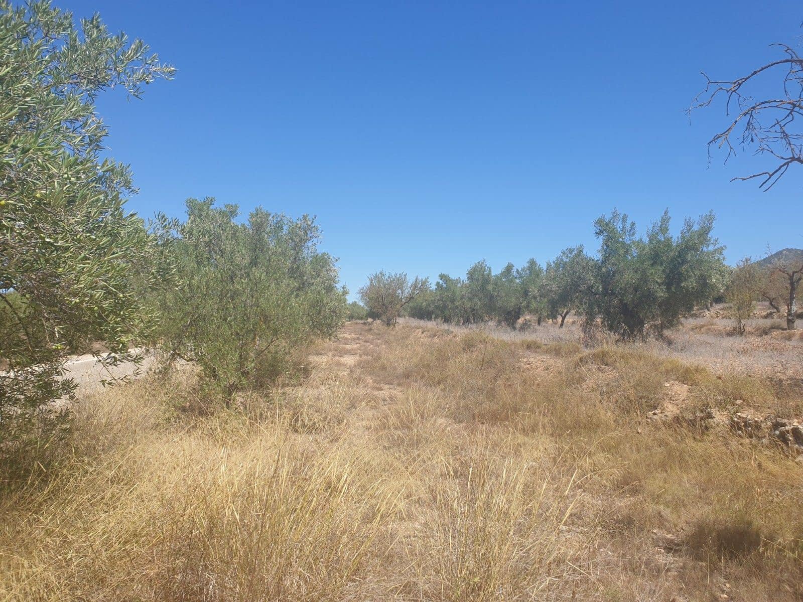 Undeveloped Land for sale in Biar - € 29,995 (Ref: 7723127)