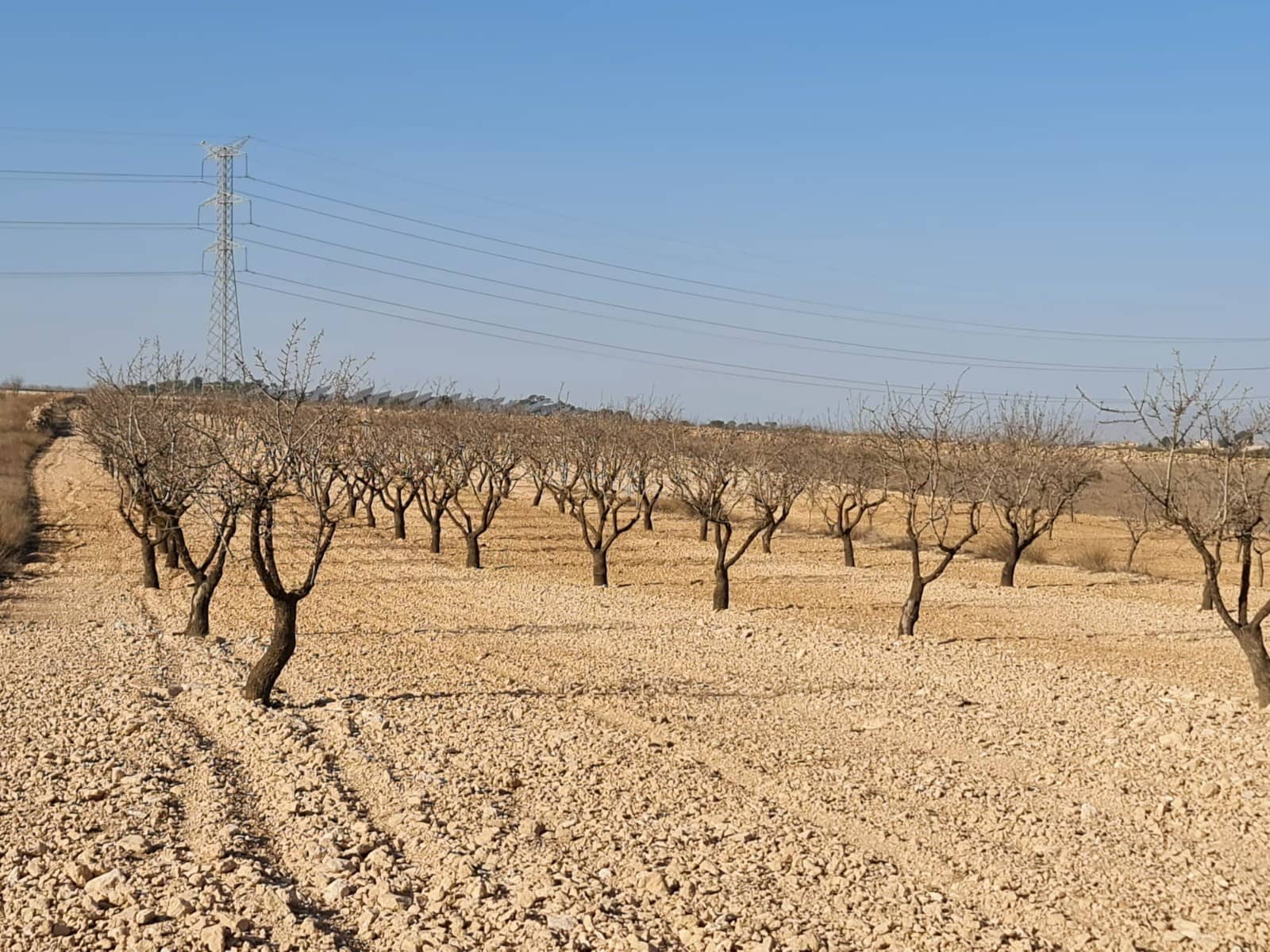 Terre non Aménagée à vendre à Jumilla - 17 995 € (Ref: 8099416)