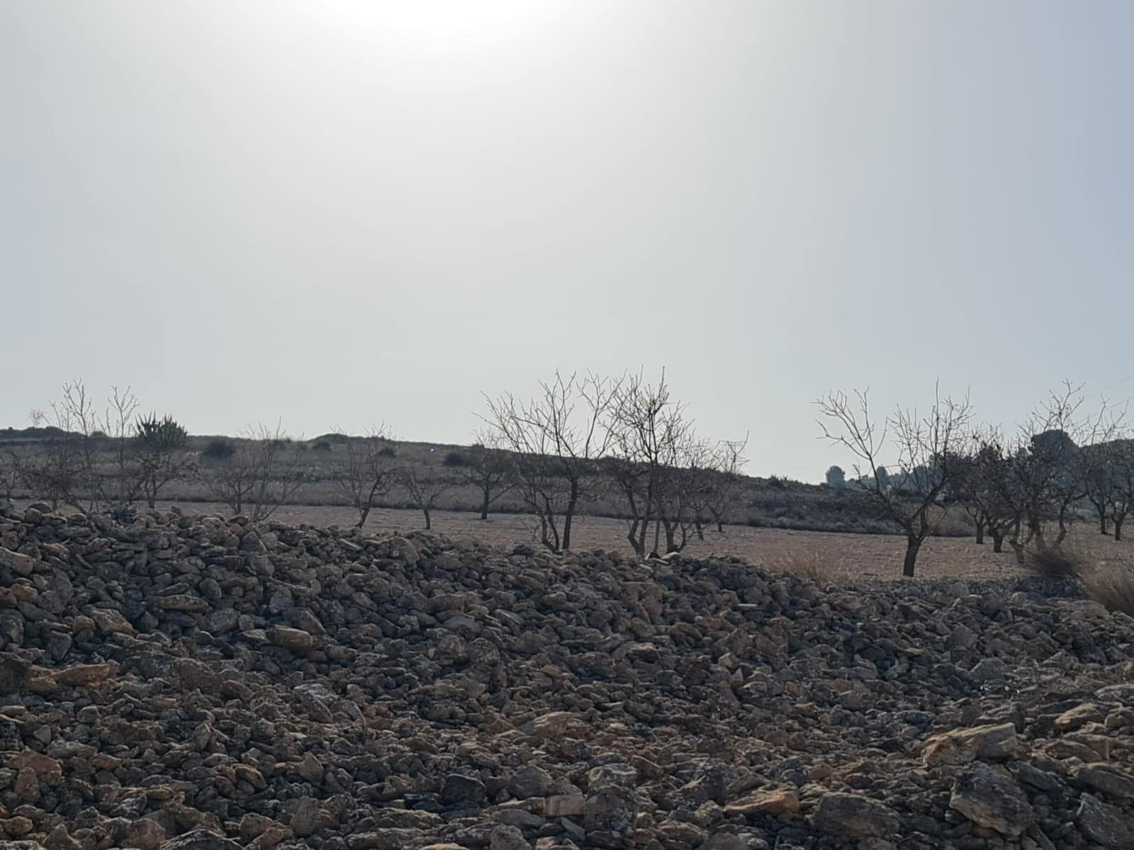 Terre non Aménagée à vendre à Jumilla - 17 995 € (Ref: 8099416)
