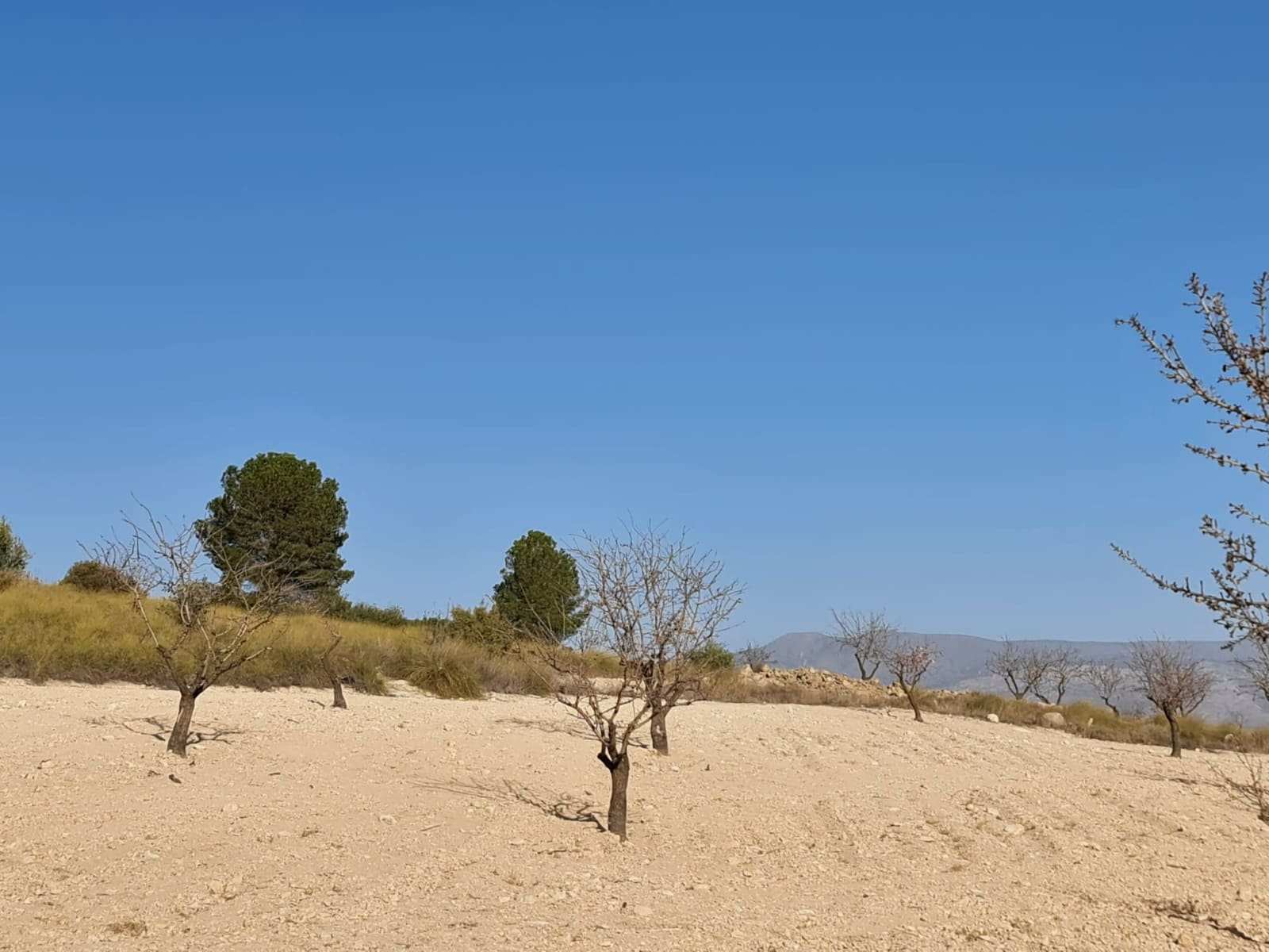 Landgrundstück zu verkaufen in Jumilla - 27.995 € (Ref: 8099417)