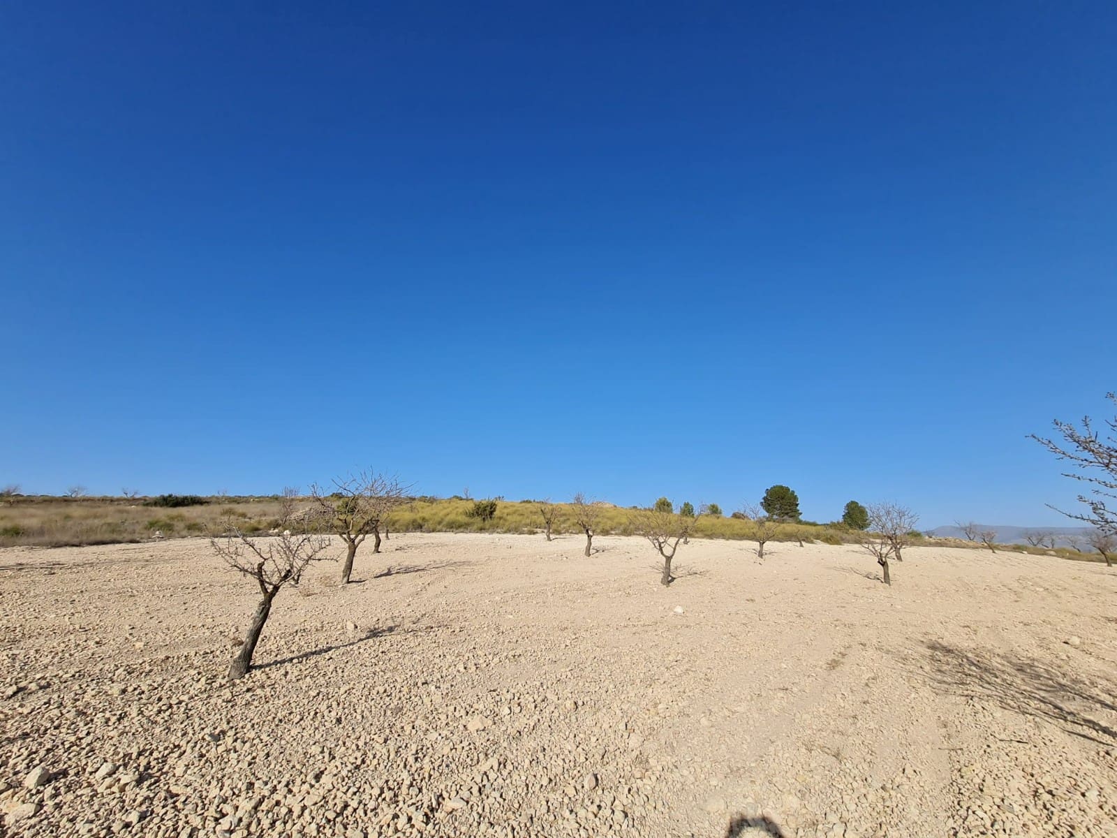 Landgrundstück zu verkaufen in Jumilla - 27.995 € (Ref: 8099417)