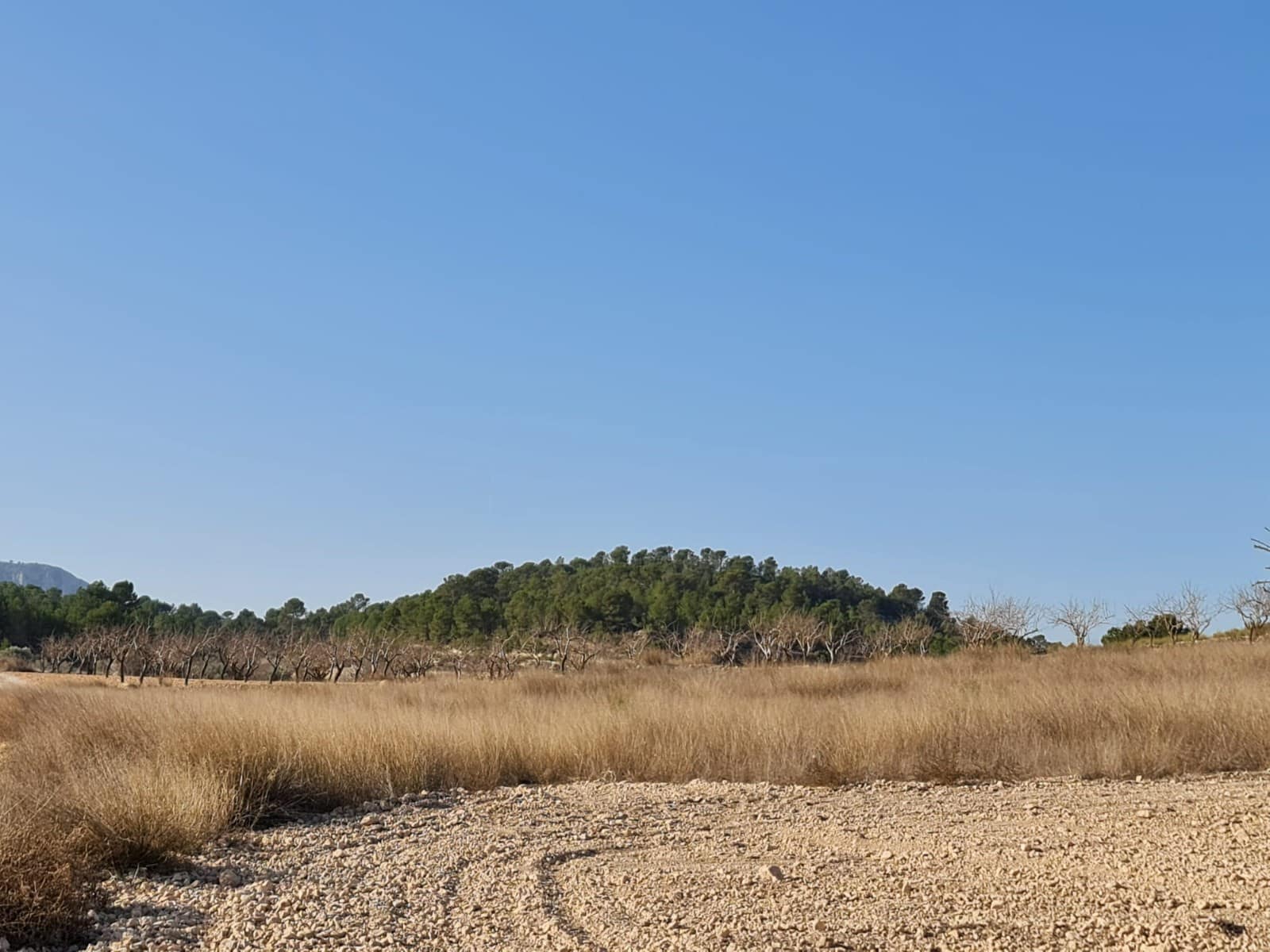 Landgrundstück zu verkaufen in Jumilla - 27.995 € (Ref: 8099417)