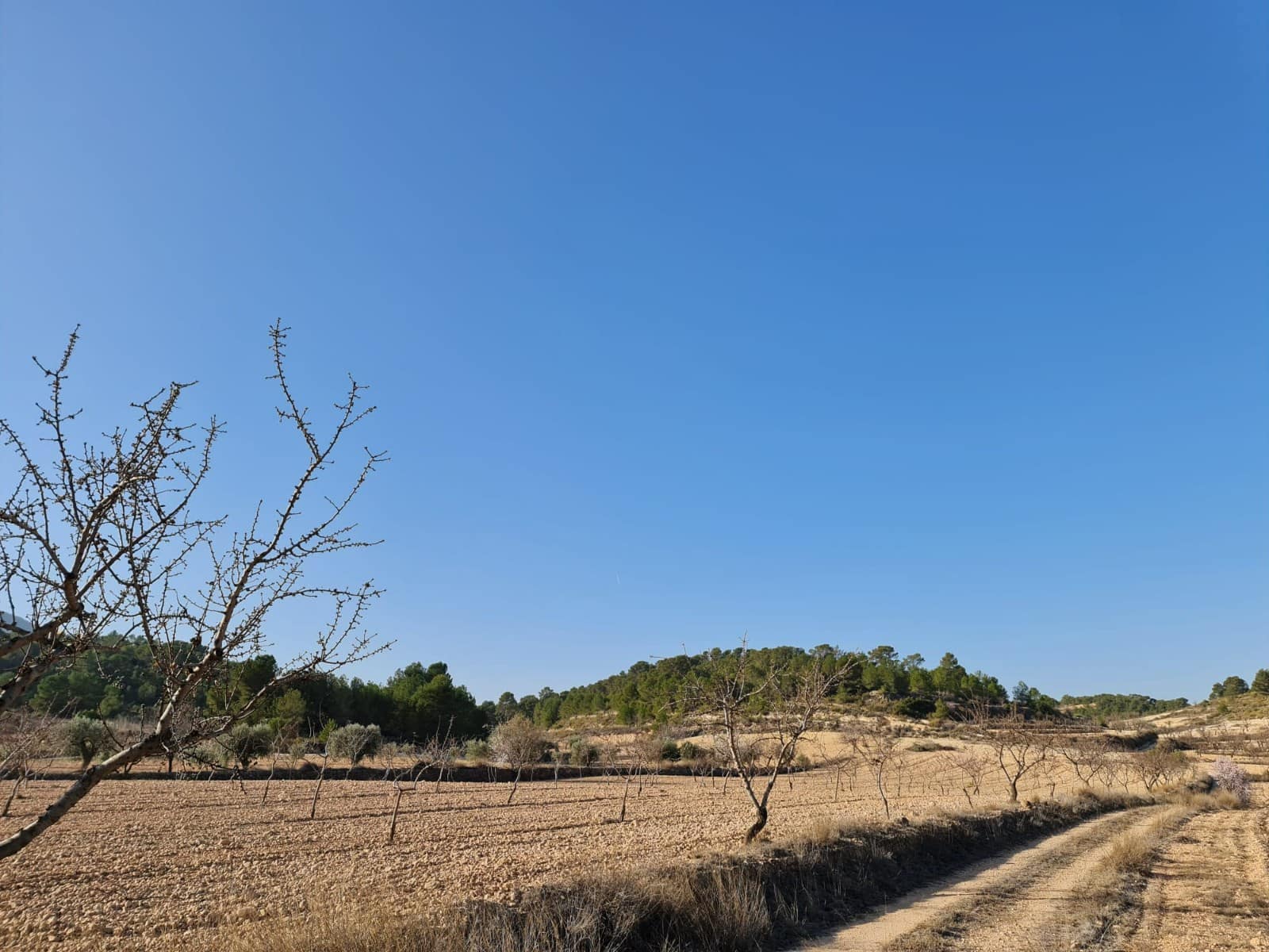 Undeveloped Land for sale in Jumilla - € 35,995 (Ref: 8099418)