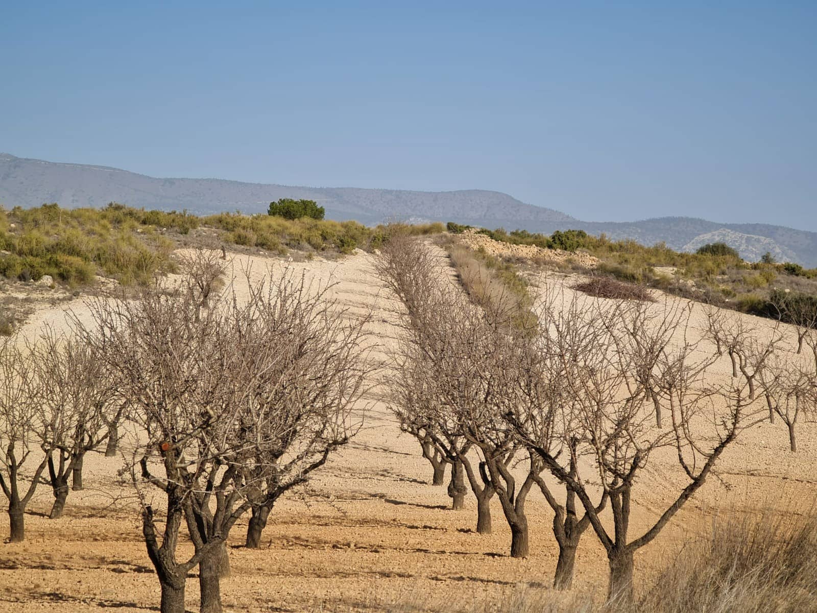 Undeveloped Land for sale in Jumilla - € 35,995 (Ref: 8099418)