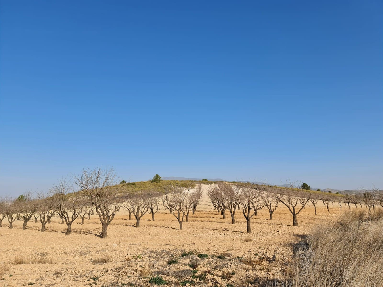 Undeveloped Land for sale in Jumilla - € 35,995 (Ref: 8099418)