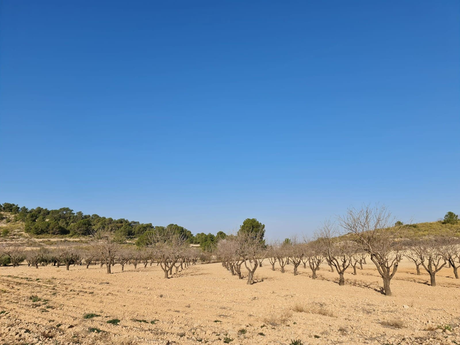 Undeveloped Land for sale in Jumilla - € 35,995 (Ref: 8099418)