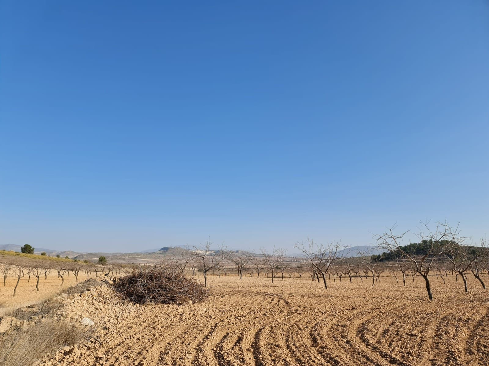 Undeveloped Land for sale in Jumilla - € 35,995 (Ref: 8099418)