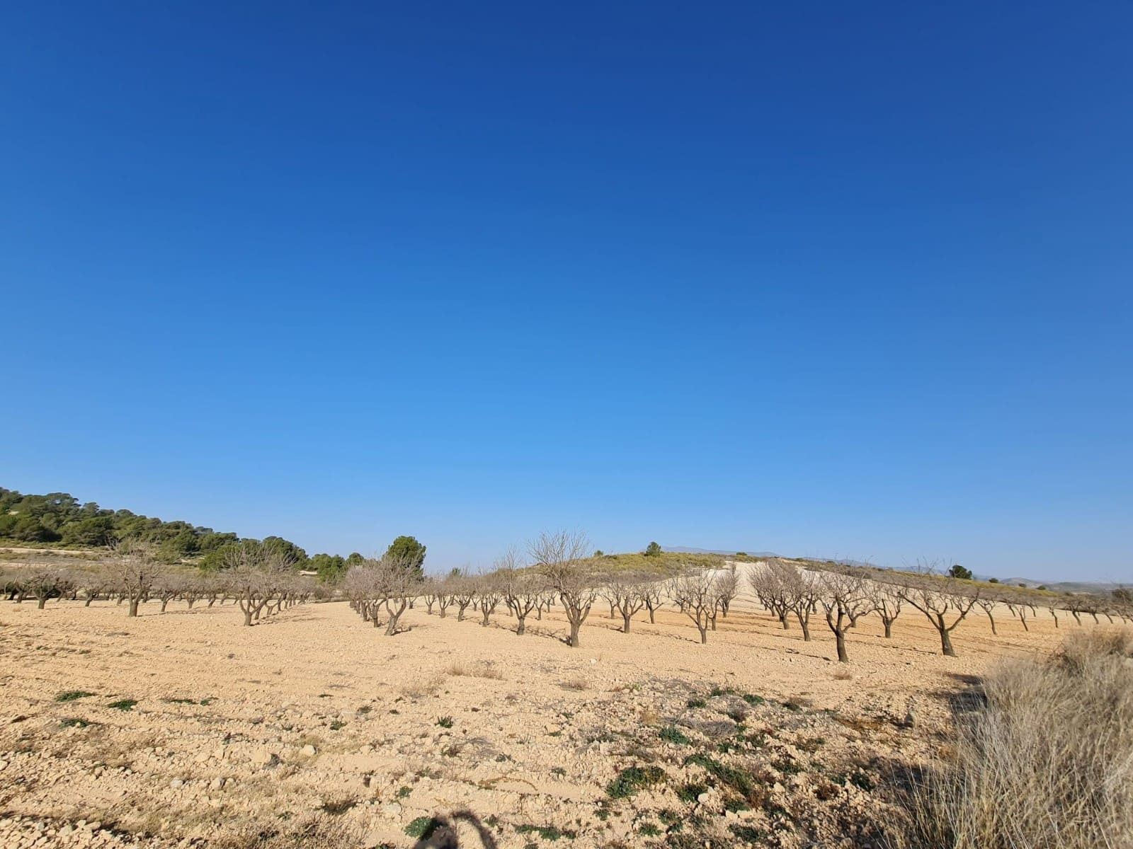 Undeveloped Land for sale in Jumilla - € 35,995 (Ref: 8099418)