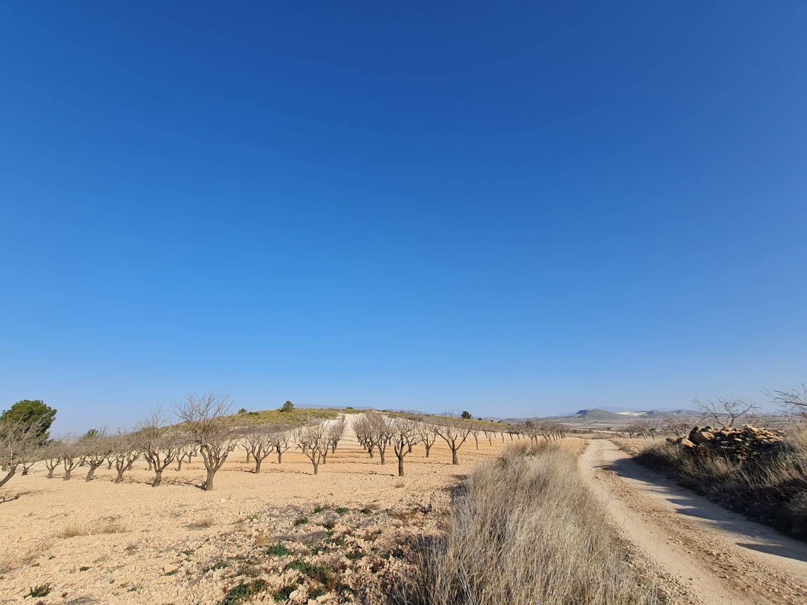 Undeveloped Land for sale in Jumilla - € 35,995 (Ref: 8099418)