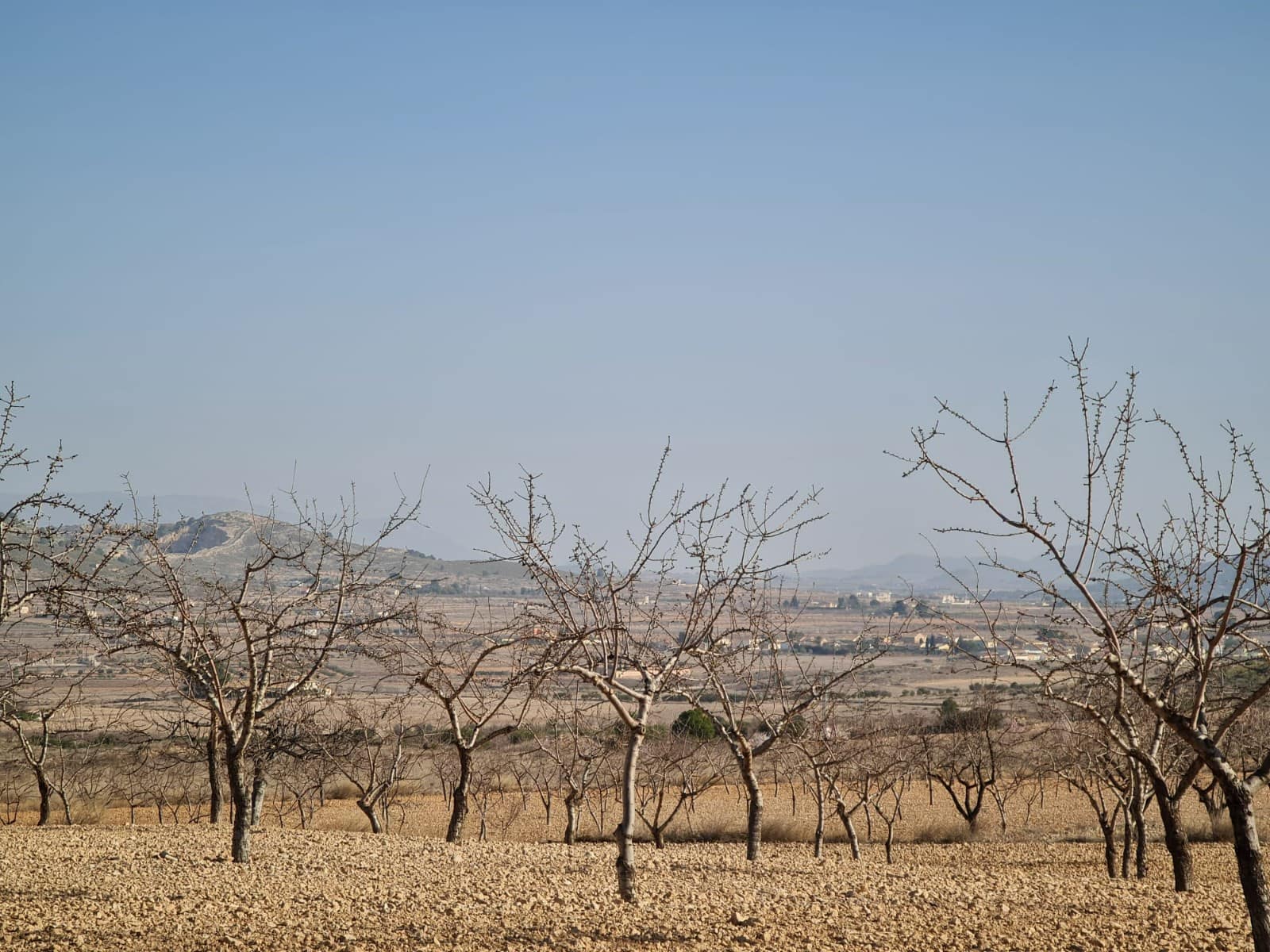 Undeveloped Land for sale in Jumilla - € 35,995 (Ref: 8099418)