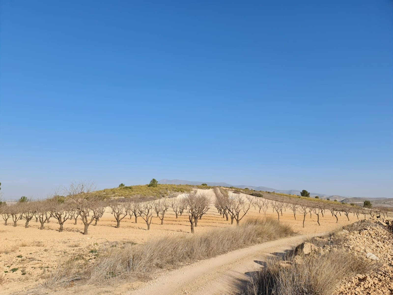 Undeveloped Land for sale in Jumilla - € 35,995 (Ref: 8099418)