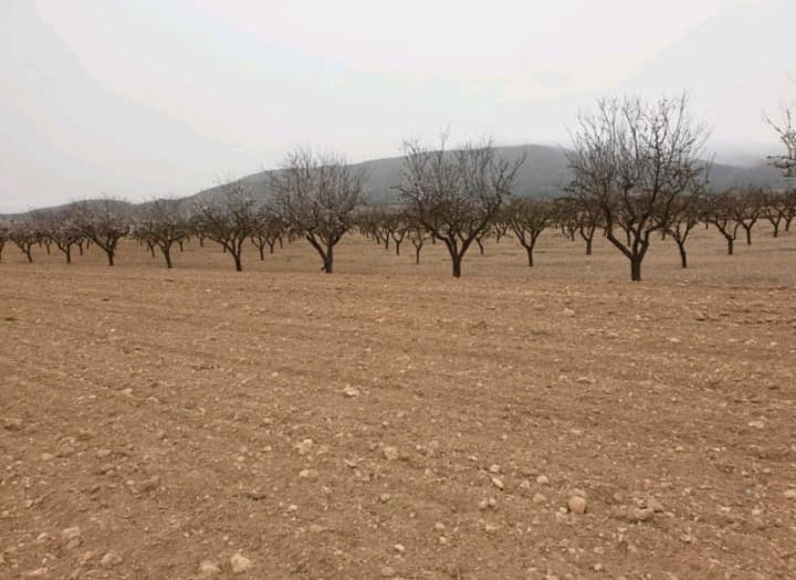 Grunde uden byggetilladelser til salg i Pinoso - € 44.995 (Ref: 8293363)
