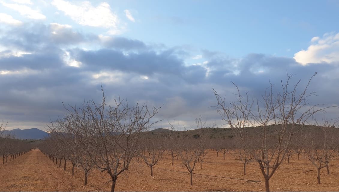Terreno/Finca Rústica en Pinoso en venta - 69.995 € (Ref: 8293534)