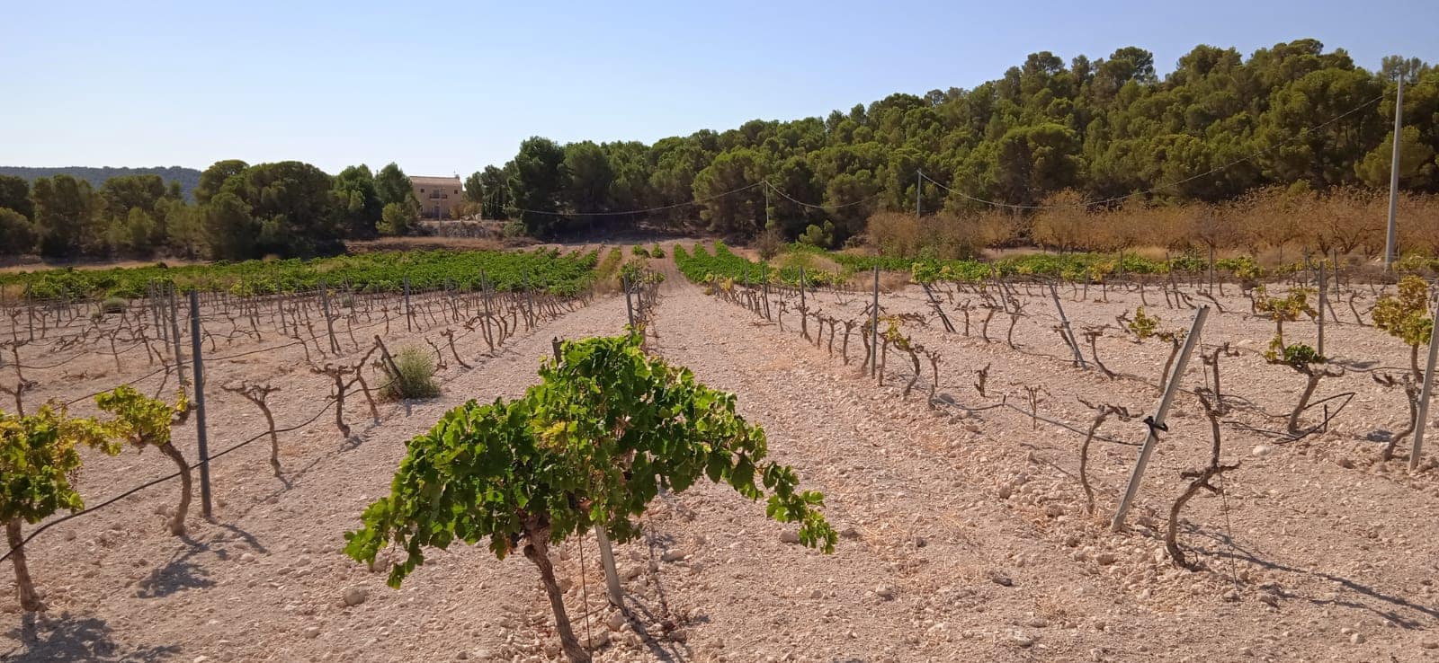 Landgrundstück zu verkaufen in Pinoso - 43.995 € (Ref: 8293537)
