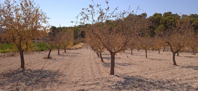 Terre non Aménagée à vendre à Ubeda, Pinoso - 43 995 € (Ref: 8293537)