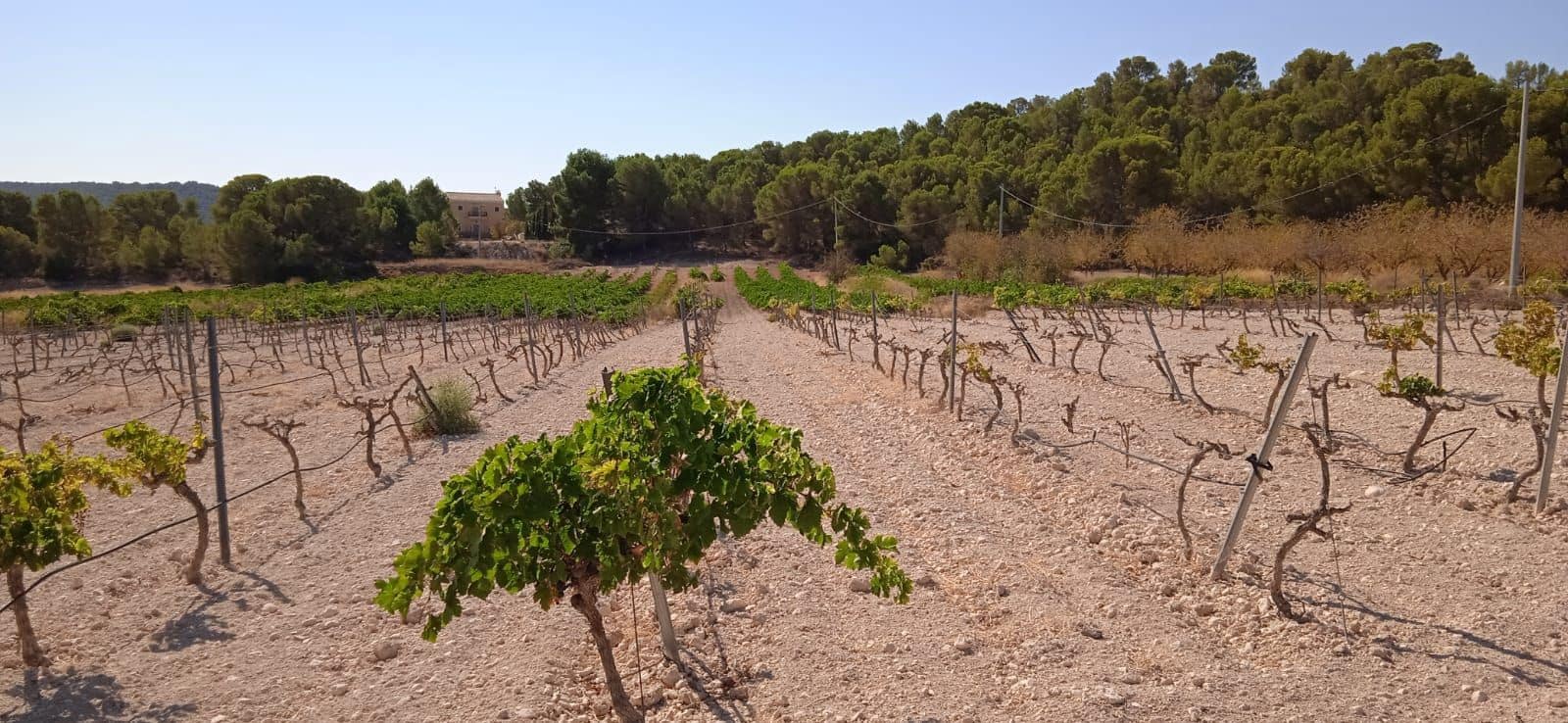 Undeveloped Land for sale in Pinoso - € 43,995 (Ref: 8293537)