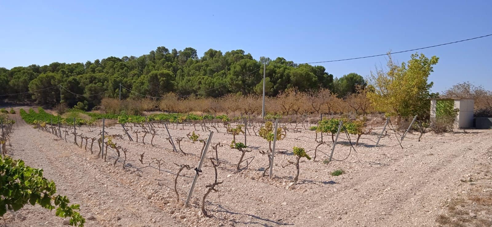 Undeveloped Land for sale in Pinoso - € 43,995 (Ref: 8293537)