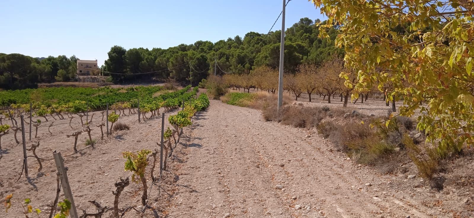 Undeveloped Land for sale in Pinoso - € 43,995 (Ref: 8293537)