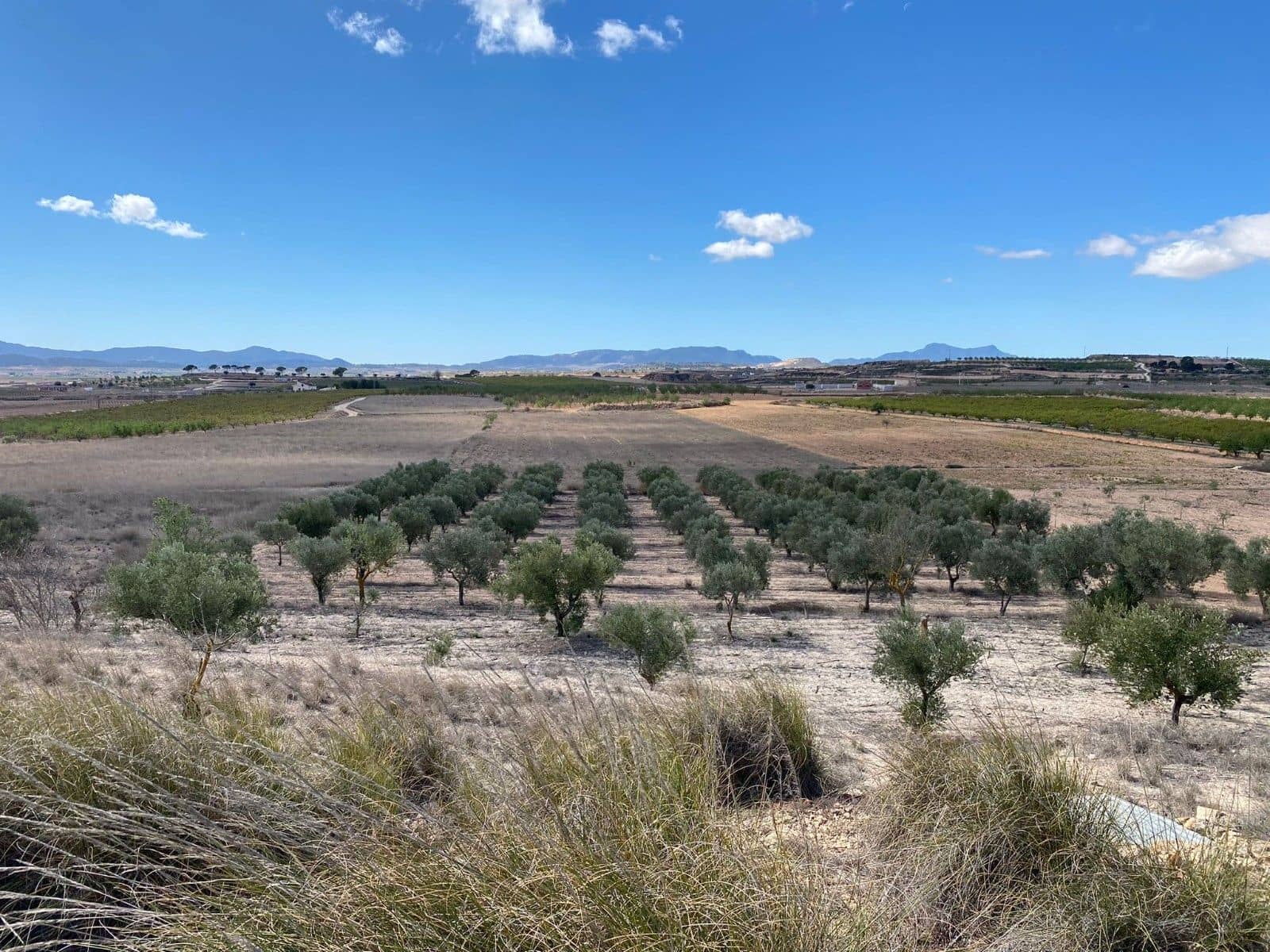 Undeveloped Land for sale in Pinoso - € 51,995 (Ref: 8402431)