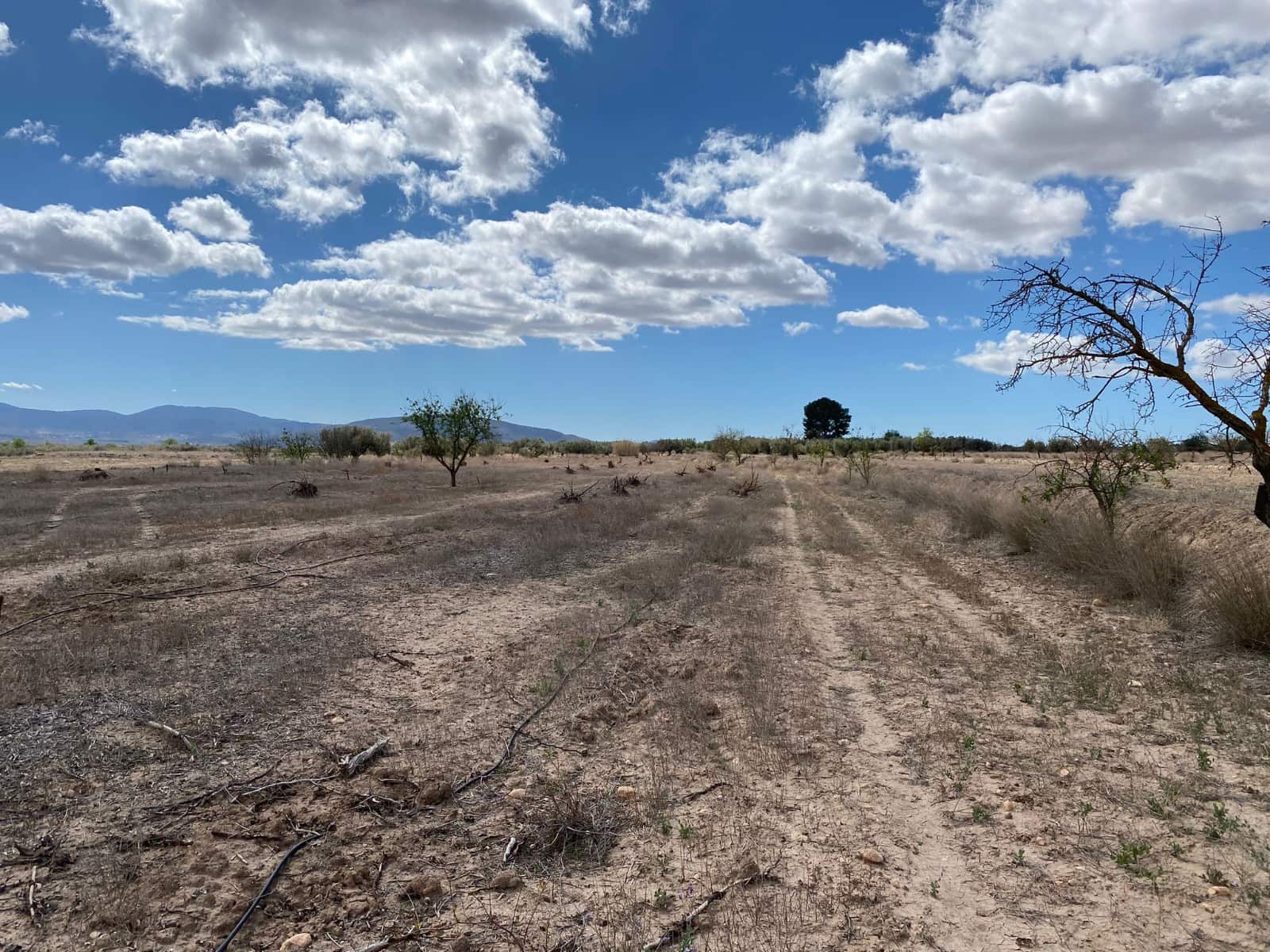 Ubebygd land til salgs i Pinoso - € 35 995 (Ref: 8405859)