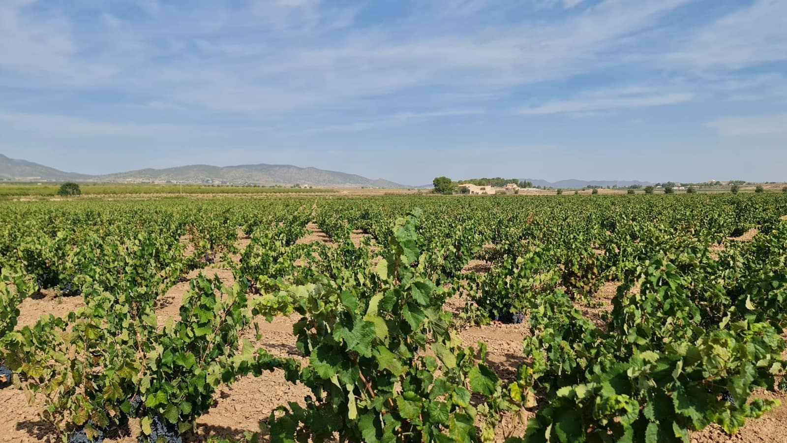 Terre non Aménagée à vendre à Pinoso - 552 840 € (Ref: 8482466)
