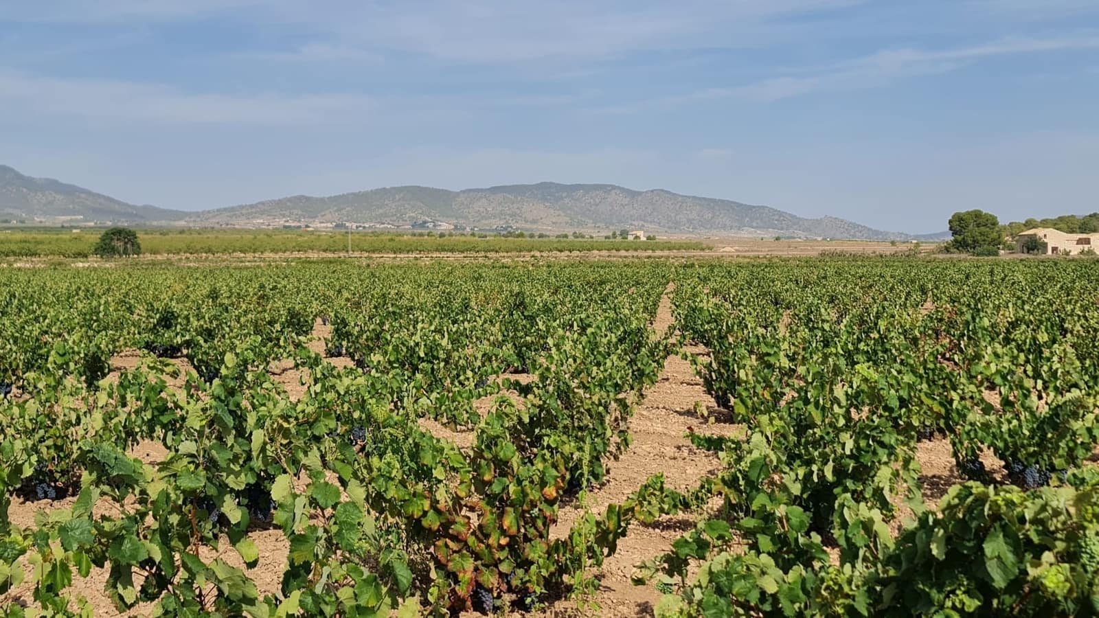 Terre non Aménagée à vendre à Pinoso - 552 840 € (Ref: 8482466)