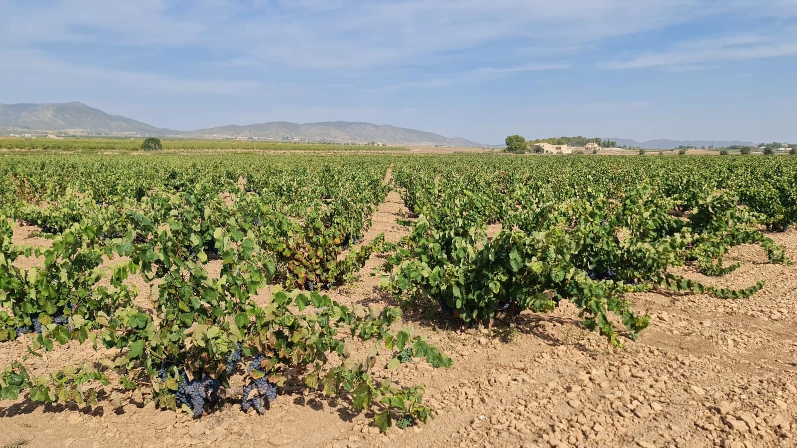 Terre non Aménagée à vendre à Pinoso - 552 840 € (Ref: 8482466)
