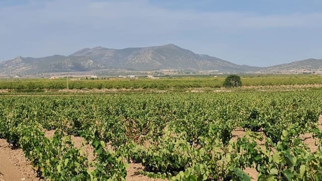 Mark till salu i Pinoso - 552 840 € (Ref: 8482466)
