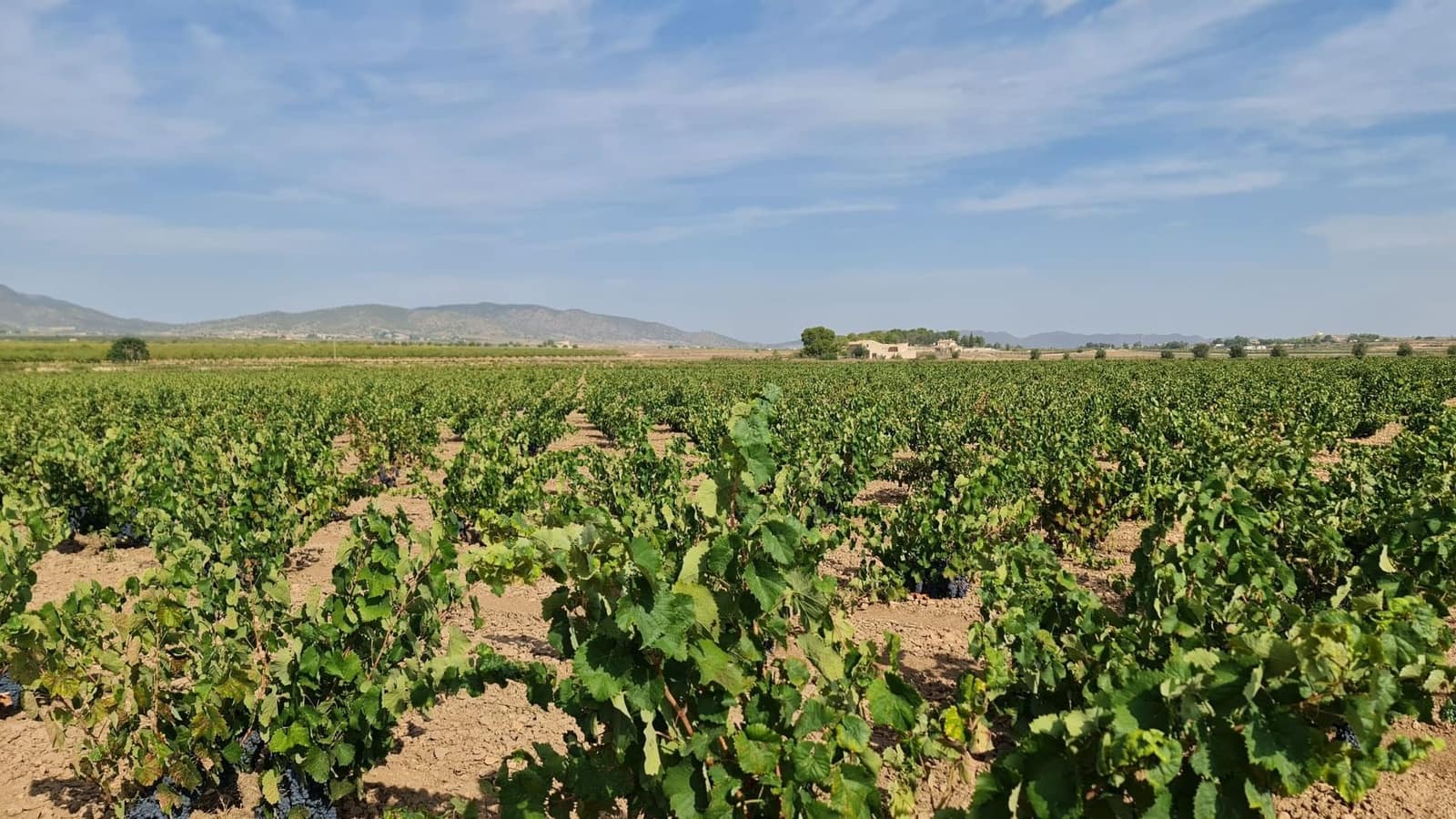 Undeveloped Land for sale in Pinoso - € 552,840 (Ref: 8482466)