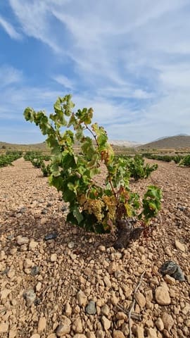 Grunde uden byggetilladelser til salg i L'Algueña / Alguenya - € 29.502 (Ref: 8482467)