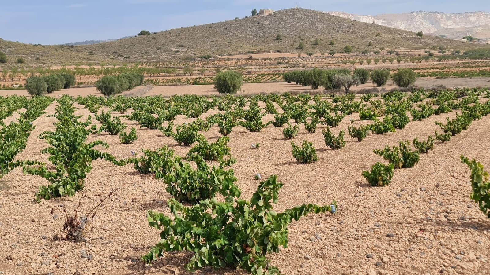 Undeveloped Land for sale in L'Alguena / Alguenya - € 29,502 (Ref: 8482467)