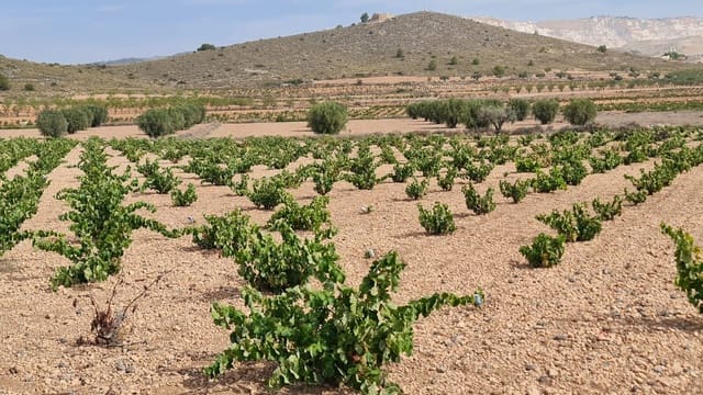 Mark till salu i L'Algueña / Alguenya - 29 502 € (Ref: 8482467)