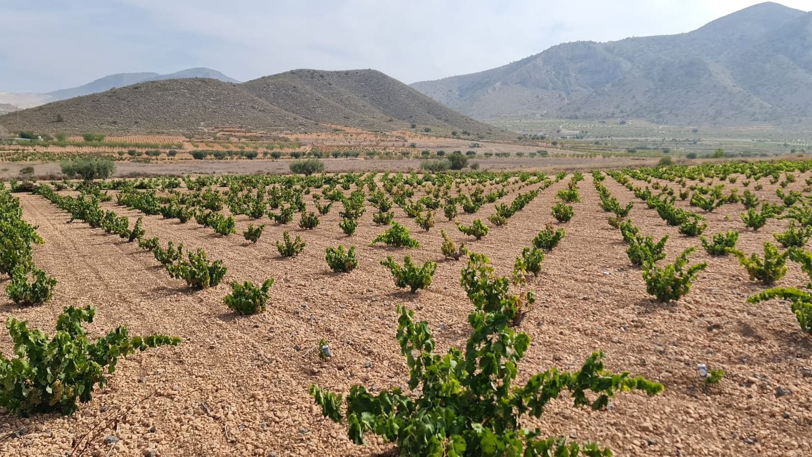 Undeveloped Land for sale in L'Alguena / Alguenya - € 29,502 (Ref: 8482467)