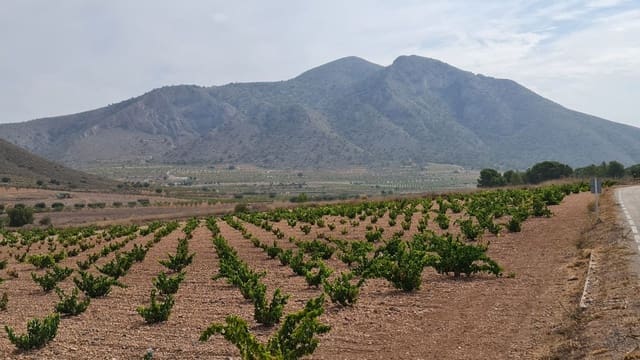 Mark till salu i L'Algueña / Alguenya - 29 502 € (Ref: 8482467)