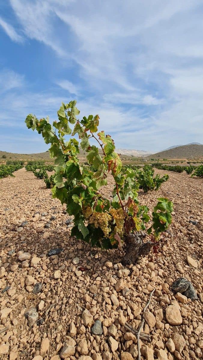Undeveloped Land for sale in L'Alguena / Alguenya - € 29,502 (Ref: 8482467)