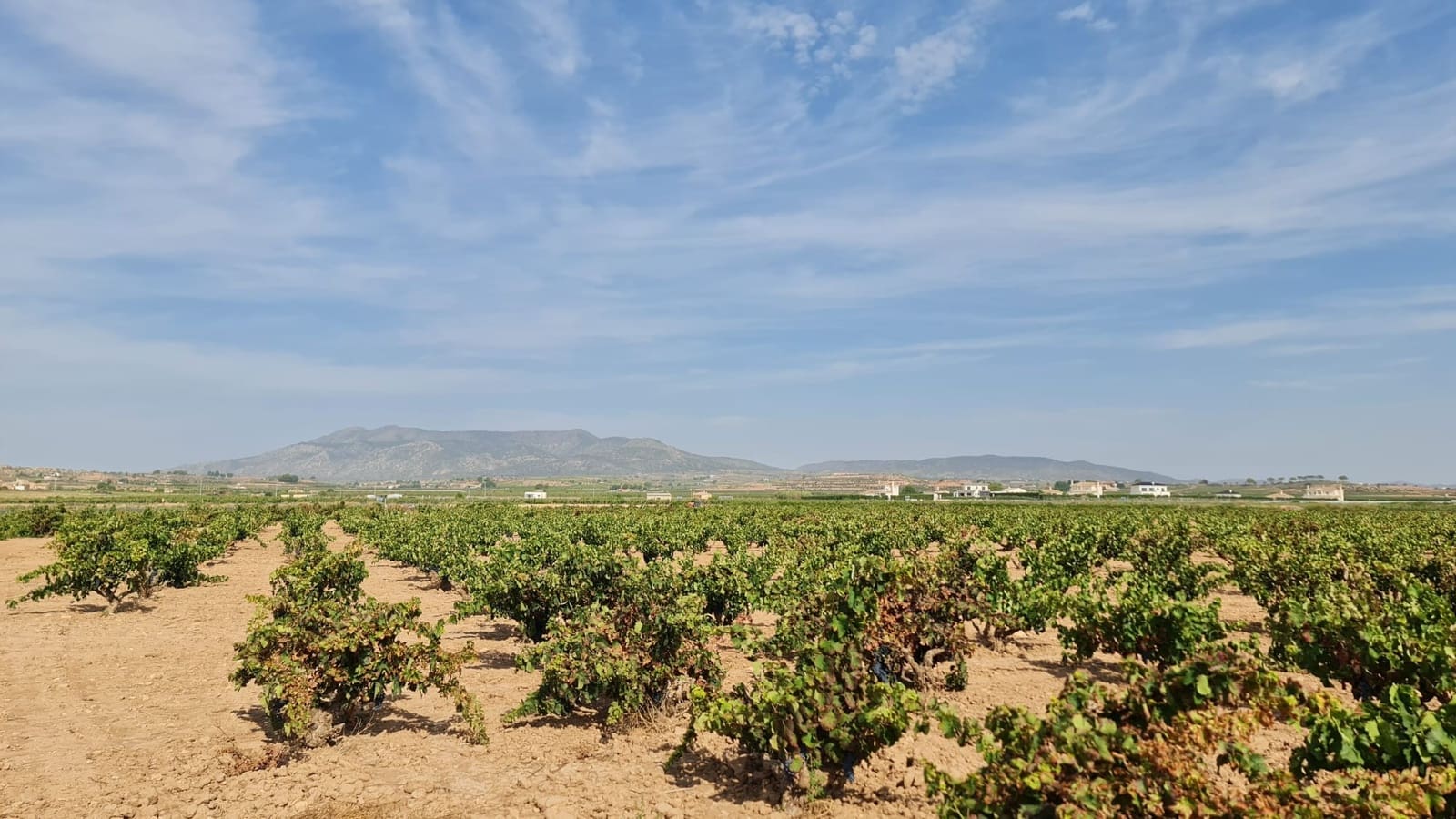 Grunde uden byggetilladelser til salg i Pinoso - € 279.244 (Ref: 8482468)