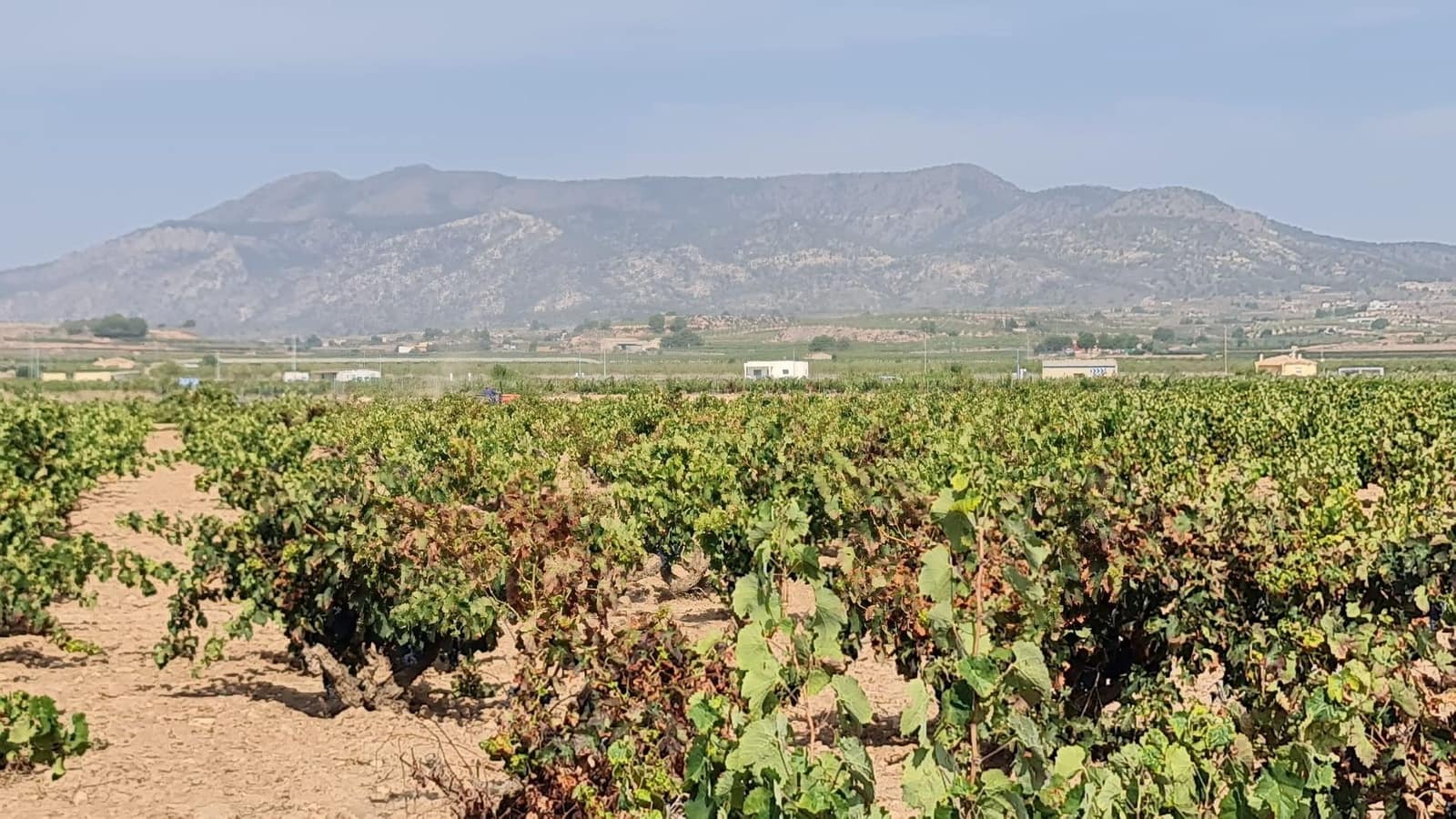 Undeveloped Land for sale in Pinoso - € 279,244 (Ref: 8482468)