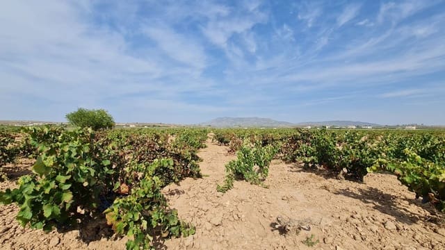 Mark till salu i Pinoso - 279 244 € (Ref: 8482468)