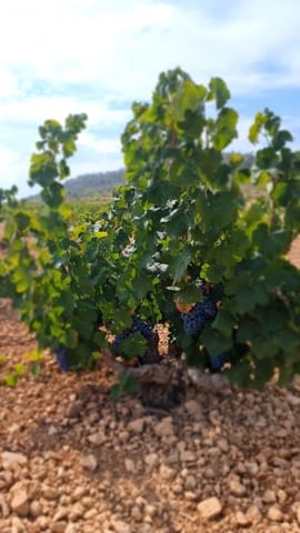 Terre non Aménagée à vendre à Cañada de la Lena, Abanilla - 68 961 € (Ref: 8524696)