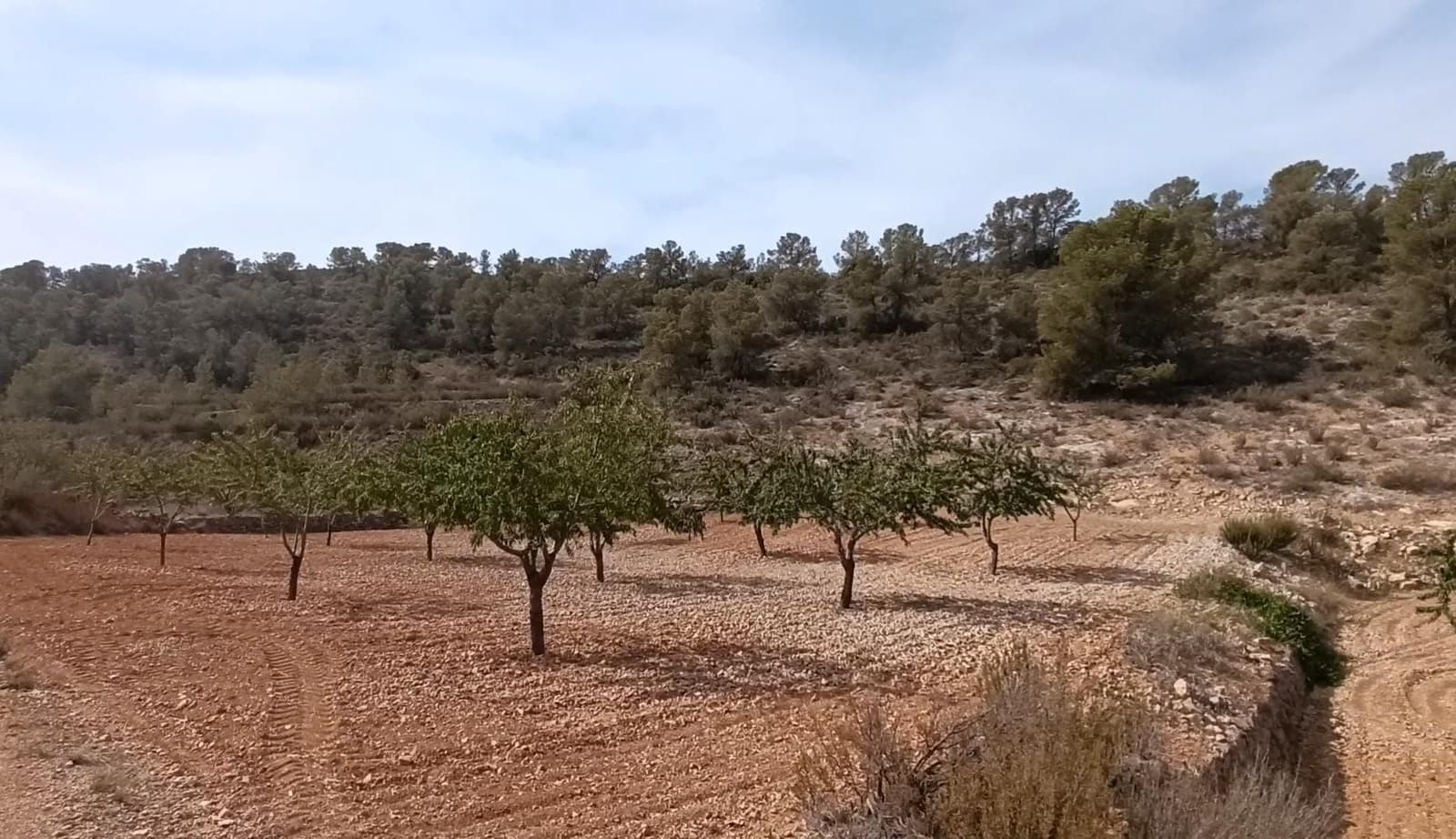 Undeveloped Land for sale in Canada de la Lena - € 24,310 (Ref: 8525117)