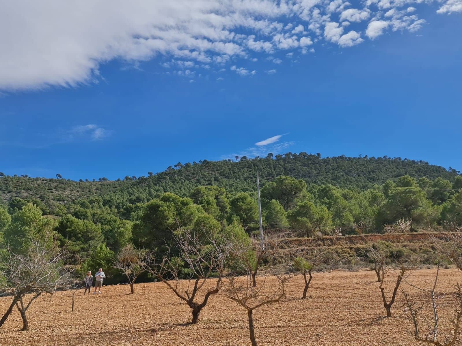 Undeveloped Land for sale in Pinoso - € 74,995 (Ref: 8530824)