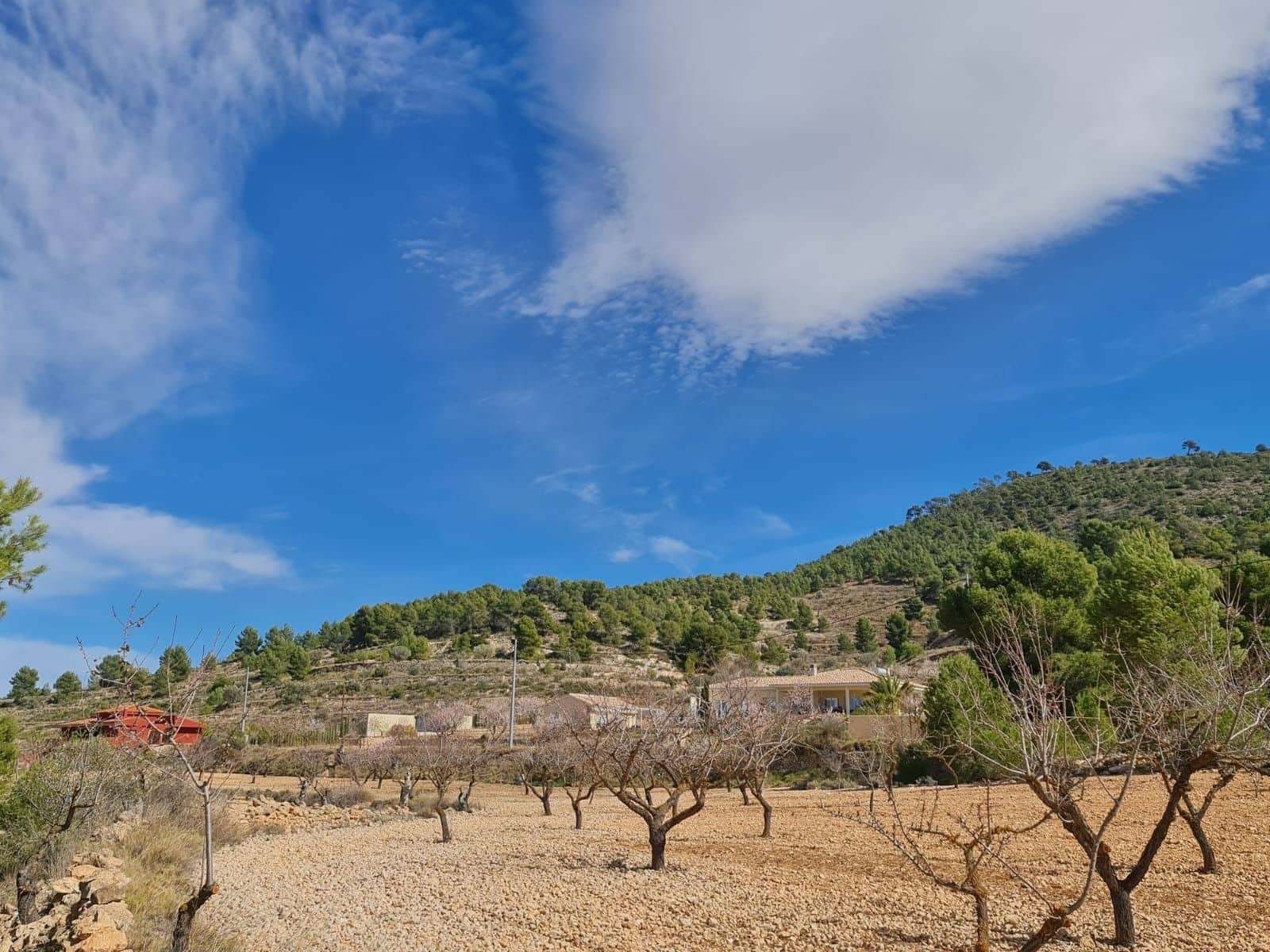 Undeveloped Land for sale in Pinoso - € 74,995 (Ref: 8530824)