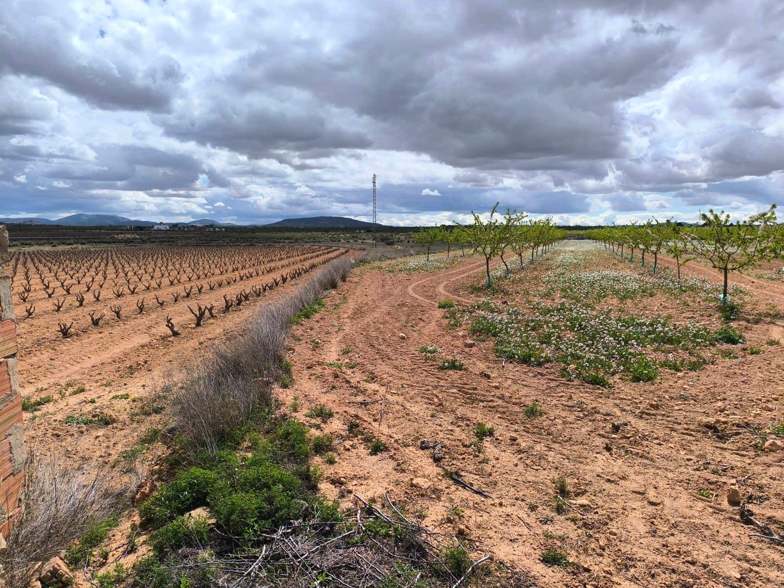 Undeveloped Land for sale in Pinoso - € 33,995 (Ref: 8575280)