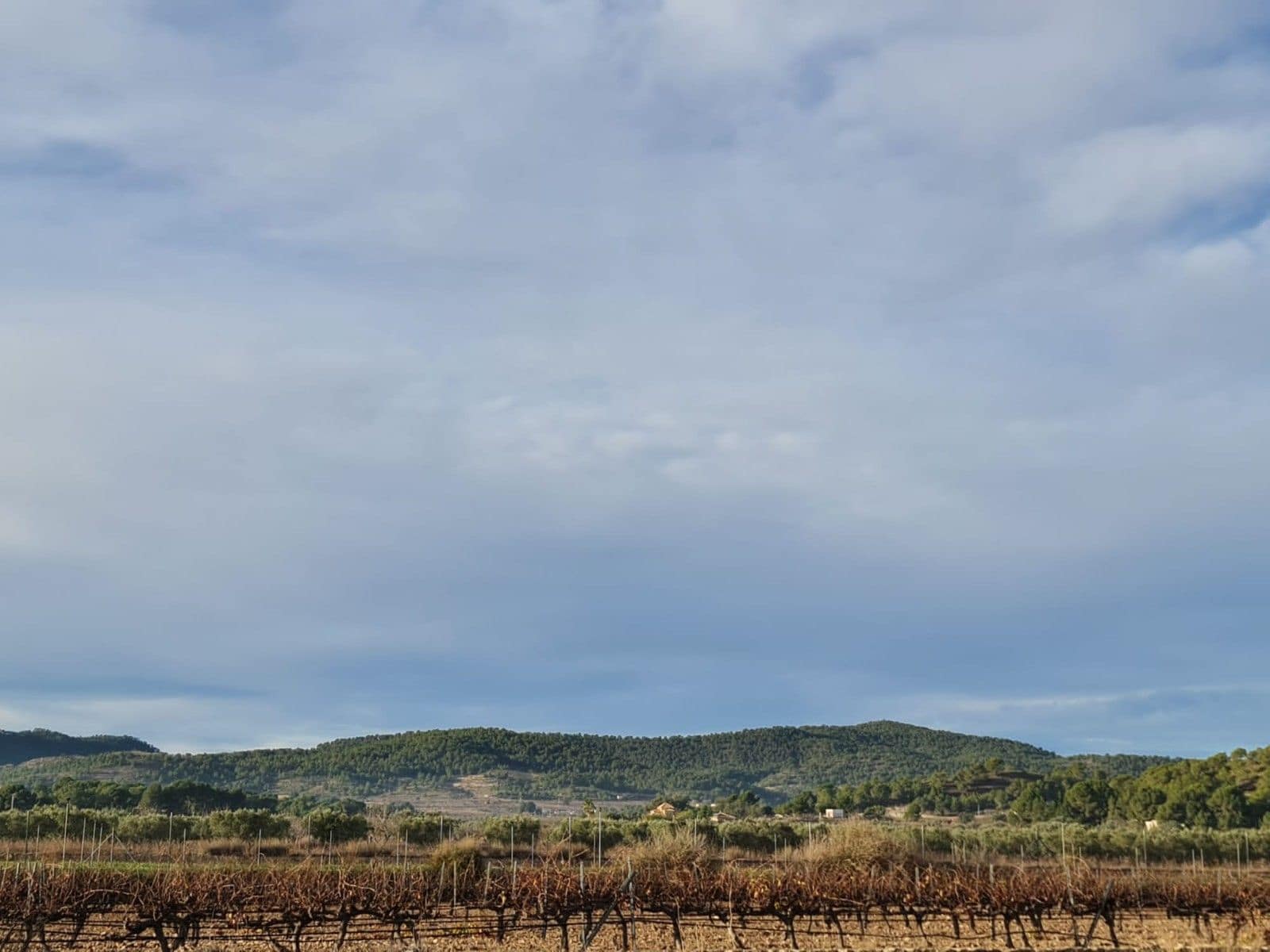 Undeveloped Land for sale in Monovar / Monover - € 119,000 (Ref: 8575294)