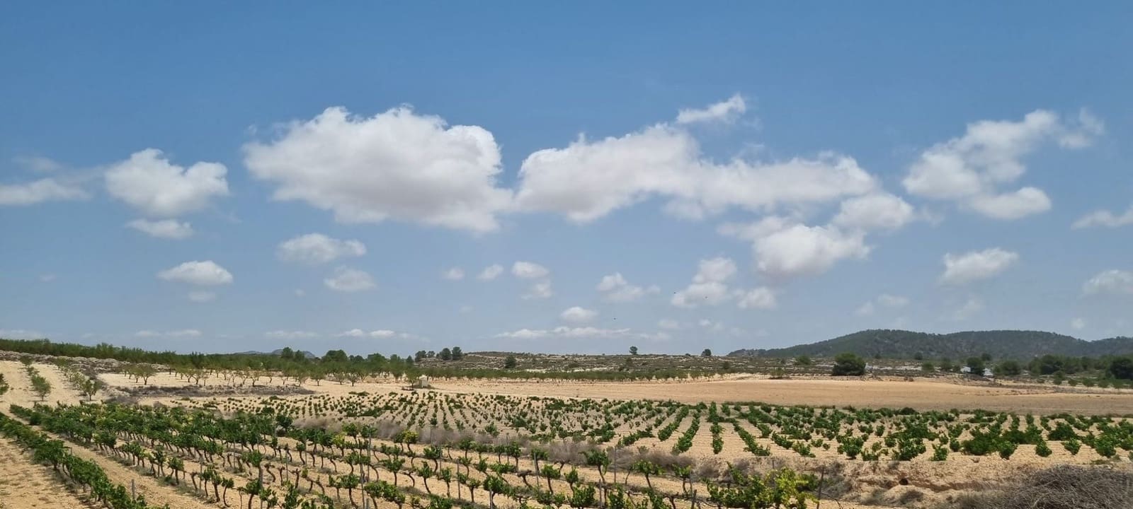 Undeveloped Land for sale in Pinoso - € 14,995 (Ref: 8575300)